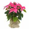 Pink Poinsettia, Pink Christmas Flower