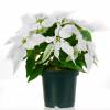 White Poinsettia, White Christmas Flower