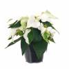 White Poinsettia, White Christmas Flower