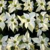 White Poinsettia, White Christmas Flower