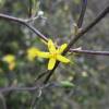 New Zealand wire-netting bush, Korokio