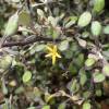 New Zealand wire-netting bush, Korokio