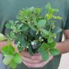 Eastern Teaberry