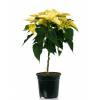 Yellow Poinsettia, Yellow Christmas Flower