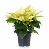 Yellow Poinsettia, Yellow Christmas Flower