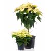 Yellow Poinsettia, Yellow Christmas Flower