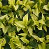 Yellow Poinsettia, Yellow Christmas Flower