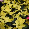 Yellow Poinsettia, Yellow Christmas Flower