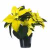 Yellow Poinsettia, Yellow Christmas Flower