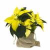 Yellow Poinsettia, Yellow Christmas Flower