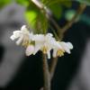 Japanese Snowbell 'Purple Dress'