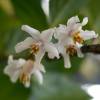 Japanese Snowbell 'Purple Dress'