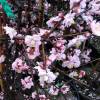 Weeping Japanese Apricot
