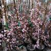 Weeping Japanese Apricot