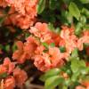 Quince, Japanese flowering Orange