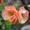 Quince, Japanese flowering Orange