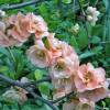 Quince, Japanese flowering Orange