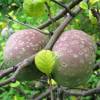 Quince, Japanese flowering Orange