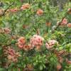 Quince, Japanese flowering Orange