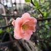 Quince, Japanese flowering Orange