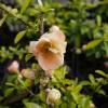 Quince, Japanese flowering Orange