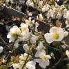 Quince, Japanese flowering White