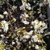 Quince, Japanese flowering White