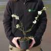 Quince, Japanese flowering White