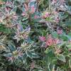 Abelia 'Confetti'