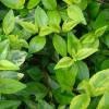 Abelia, Glossy