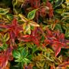 Abelia, Glossy