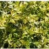 Abelia, Glossy