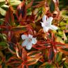 Abelia, Glossy