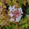 Abelia, Glossy