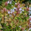 Abelia, Glossy