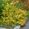 Abelia, Glossy