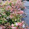 Abelia, Glossy