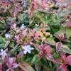 Abelia, Glossy