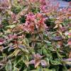 Abelia, Glossy