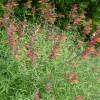 Hyssop, Threadleaf Giant