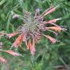 Hyssop, Threadleaf Giant