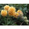 Buddleia Yellow 'Sungold'