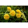 Buddleia Yellow 'Sungold'