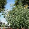 Buddleia Yellow 'Sungold'