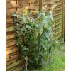 Buddleia Yellow 'Sungold'