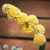 Buddleia Yellow 'Sungold'