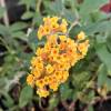 Buddleia Yellow 'Sungold'