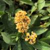 Buddleia Yellow 'Sungold'