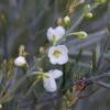 Otter bush, Otterbossie 'White Candy