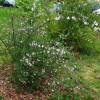 Honeysuckle, Lilac-flowered